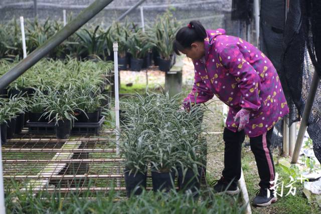 翁源县国家级现代农业产业园带动周边农户实现家门口就业、分享产业增值,产业园内农民人均可支配收入比翁源县平均水平高37.8%。