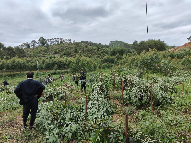 龙仙镇开展整治违法种植速生桉树行动.png