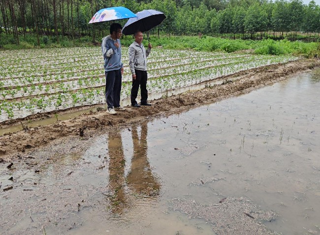 应对强降雨 江尾镇农技人员到田间.jpg