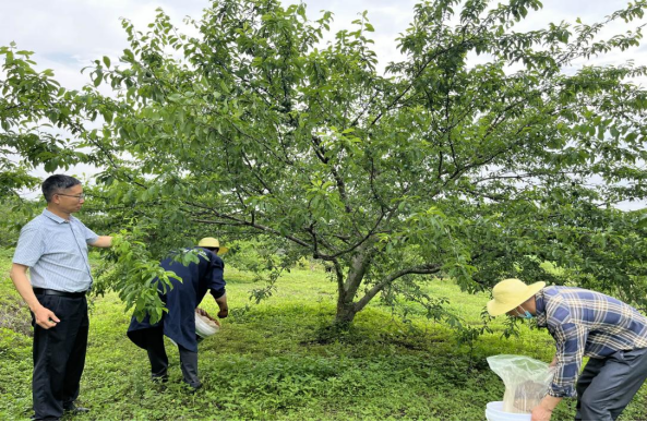 龙仙镇开展果园肥效试验 助力三华李产业提质增效.png