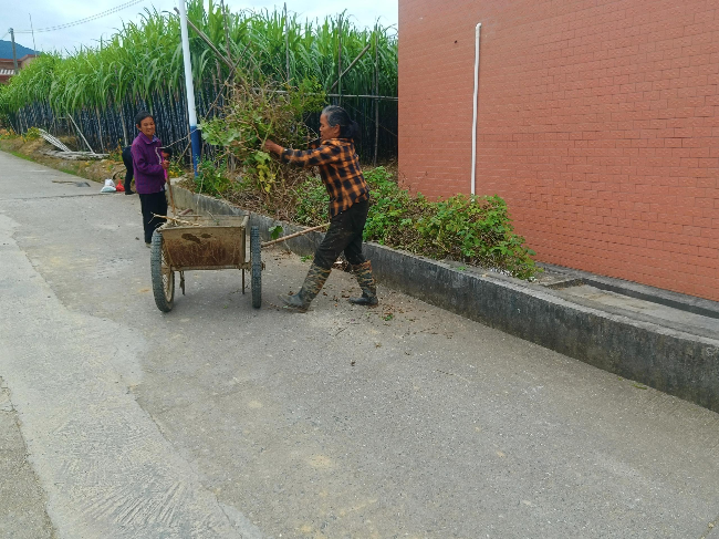 新江镇双星村:银发巾帼展风采,水沟清淤焕新颜.png
