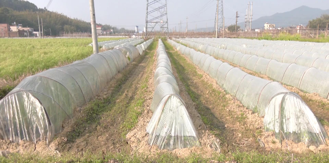 翁源县农技人员深入田间地头 指导蔗农科学[00_00_29][20230221-180037].jpg