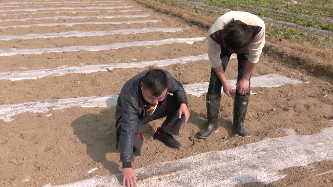 翁源县农技人员深入田间地头 指导蔗农科学[00_01_36][20230221-172050].jpg