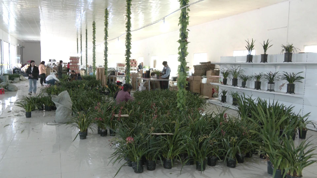 塑料花盆为兰花产业高质量发展增添新动能[00_01_35][20230225-115114].jpg