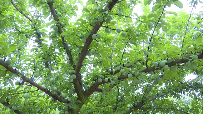 农科专家提醒 抓好膨果期管理 三华李才能[00_00_39][20230512-185705].jpg