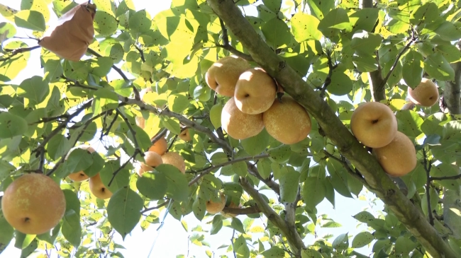 翁源水晶梨成熟上市.mp4_20230714_171956.711.jpg
