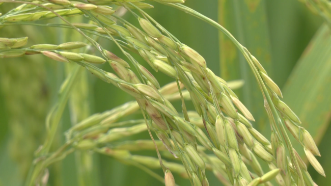 高产巨稻在翁源试种成功 禾下乘凉梦走进现[00_01_43][20230805-110917].png