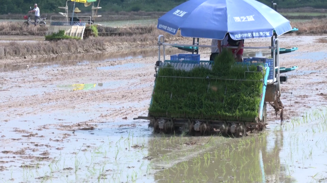 稻田换绿装晚稻播种忙[00_00_33][20230809-170357].png