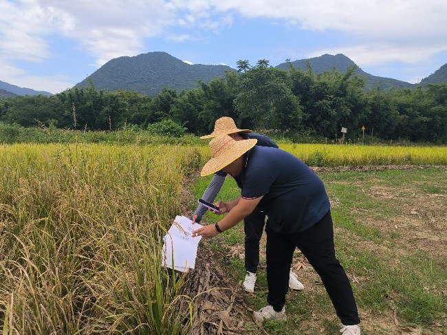 铁龙镇开展水稻保险定损工作.jpg