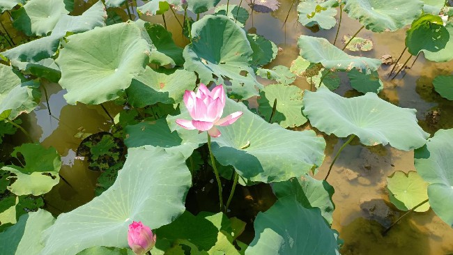 【聚焦高质量发展】龙仙镇马牯塘村：走好乡村振兴路 绘就古韵荷花图.jpg