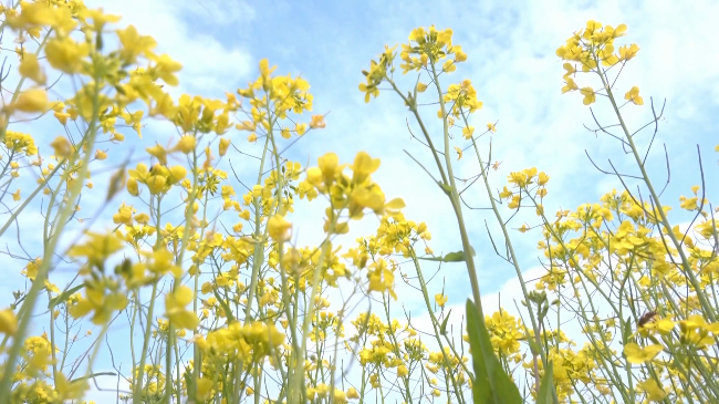 油菜花.mp4_20240105_182222.418.jpg