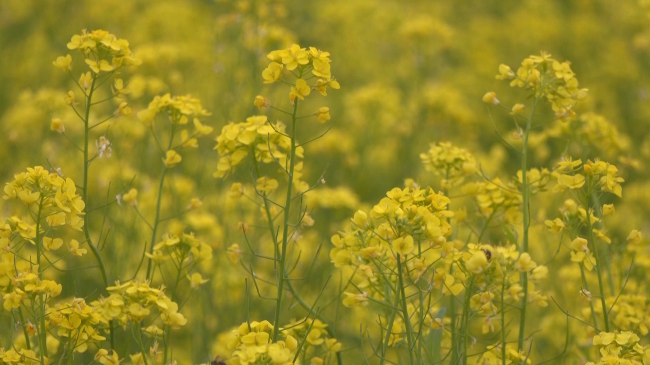 油菜花.mp4_20240105_182241.922.jpg