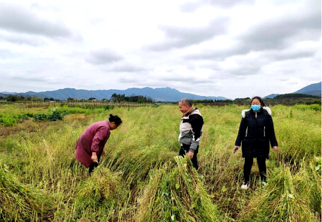 江尾镇农技人员深入田间地头开展油菜产量调查.png