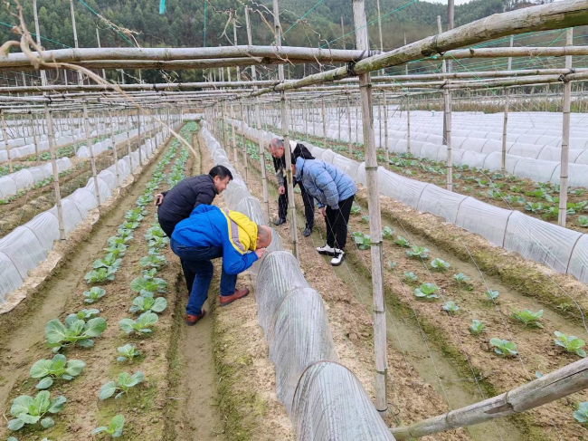 县农业技术推广办到江尾镇指导春季农业防寒防冻工作.png
