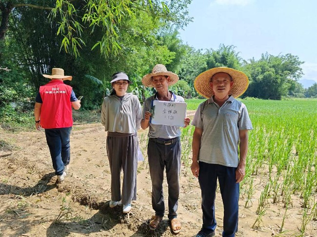江尾镇开展灾后水稻理赔勘察工作.jpg