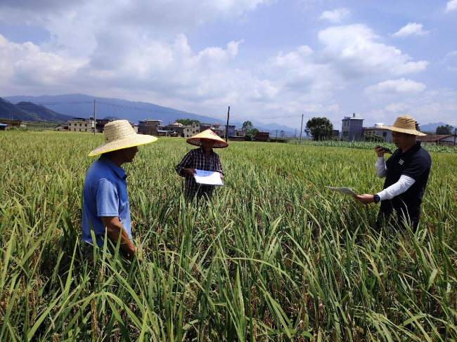 新江镇开展水稻理赔查勘定损工作.png