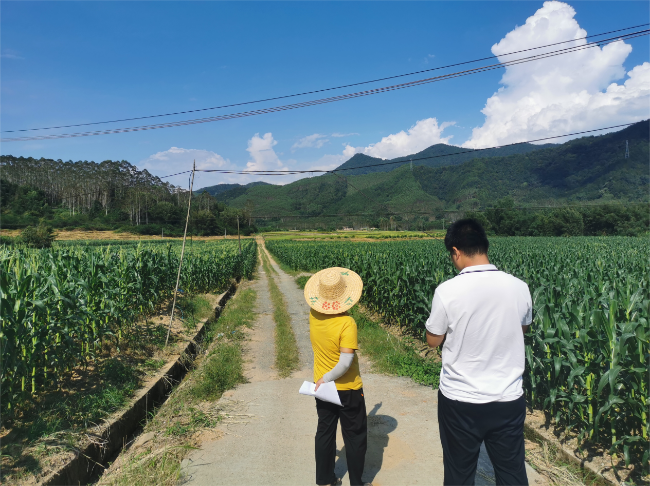 江尾镇：深入田间地头夯实农业统计工作.png