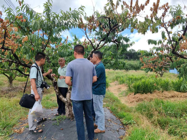 广东省农科院专家到江尾镇指导九仙桃当前管理要点.png