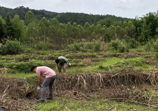 铁龙镇开展耕地上违规种植桉树清理工作.png