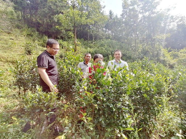 省农科院茶研所科技特派员到铁龙镇开展石壁茶产业发展调研活动.jpg