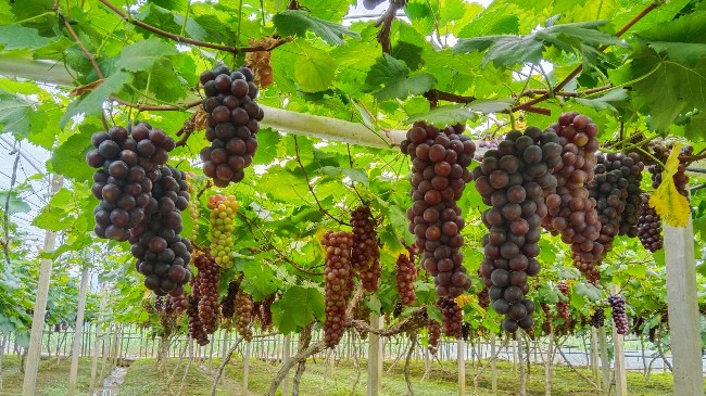 周陂镇：做深农业增值文章 助推镇域经济高质量发展.jpg