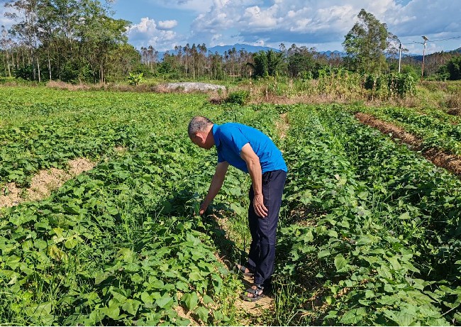 江尾镇农技人员到各村指导农户加强红薯科学管护.jpg