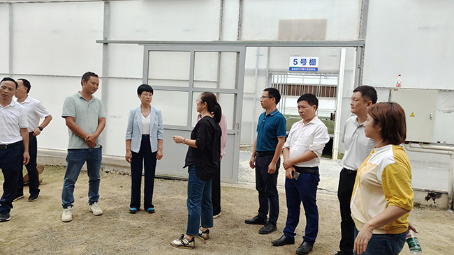 广东省农业科学院吴亚玲一行江尾镇调研.jpg