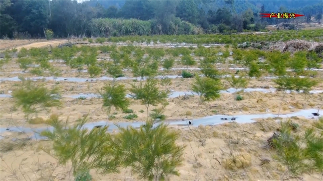 新江镇太坪村：荒山变身“绿宝库”&nbsp;200亩澳洲茶树引领乡村振兴路.mp4_20250103_183052.621.jpg