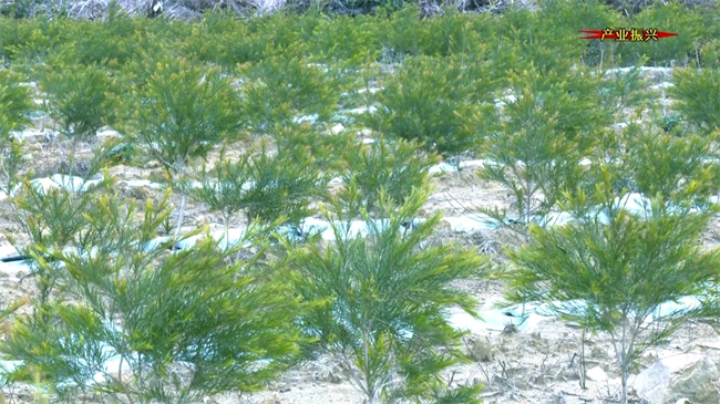 新江镇太坪村：荒山变身“绿宝库”&nbsp;200亩澳洲茶树引领乡村振兴路.mp4_20250103_183059.230.jpg