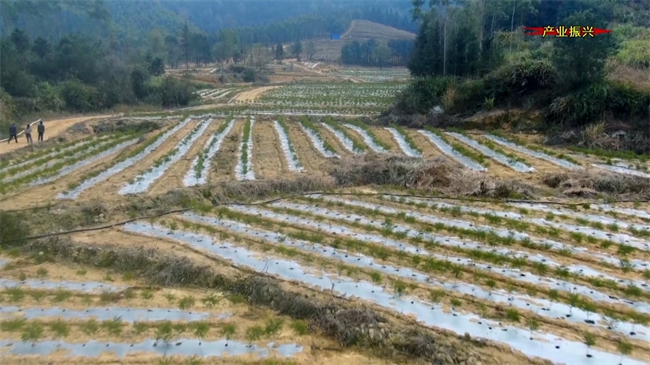 新江镇太坪村：荒山变身“绿宝库”&nbsp;200亩澳洲茶树引领乡村振兴路.mp4_20250103_184817.700.jpg