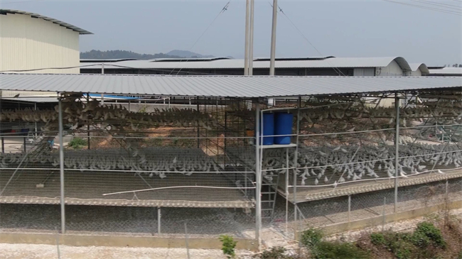 龙仙镇：实施“三大行动” 展现“经济大镇挑大梁”责任担当.mp4_20250328_172112.482.jpg