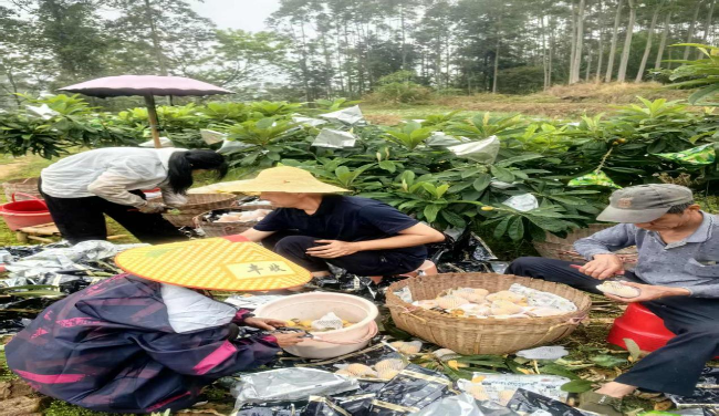 党建引领解民忧 产销联动助振兴：翁源县新江镇工作队破解枇杷滞销难题.png