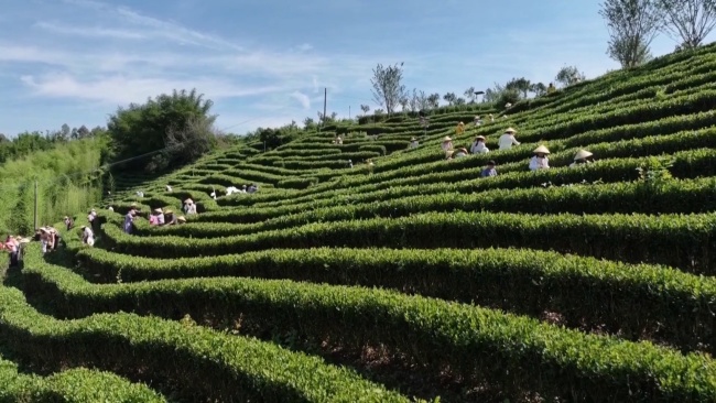 翁源县2025年“和谐亲子共采茶 科技友善共传承”科普教育实践暨爱心妈妈关爱服务活动举办.mp4_20250512_191544.950.jpg