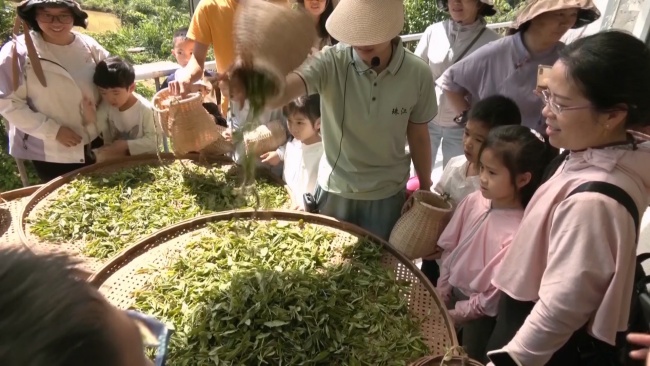 翁源县2025年“和谐亲子共采茶 科技友善共传承”科普教育实践暨爱心妈妈关爱服务活动举办.mp4_20250512_191550.848.jpg