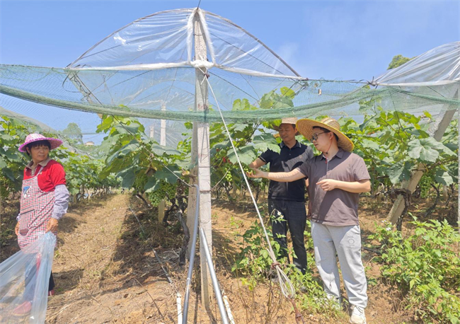 官渡镇人才驿站举办葡萄种植经验分享会 助力乡村产业振兴 .jpg