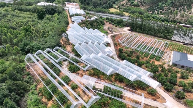 翁源早熟三华李抢“鲜”上市 硕果满植产销旺.mp4_20250606_181219.311.jpg