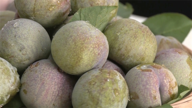 翁源早熟三华李抢“鲜”上市 硕果满植产销旺.mp4_20250606_181208.023.jpg