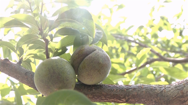 翁源早熟三华李抢“鲜”上市 硕果满植产销旺.mp4_20250606_181144.570.jpg