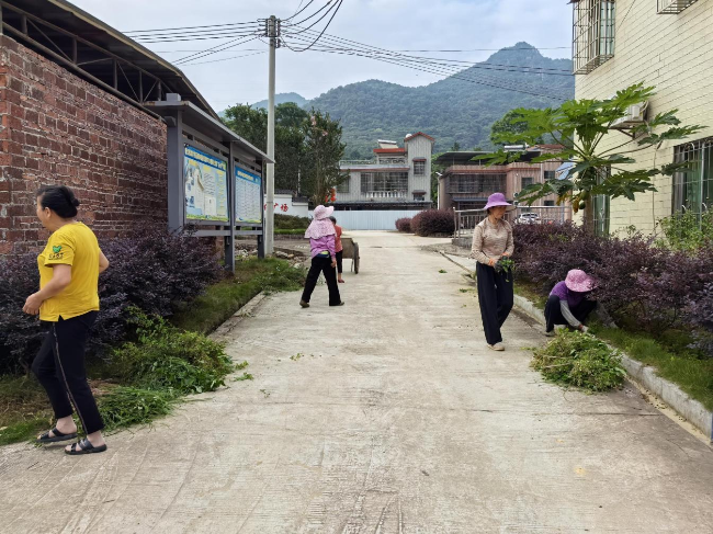 新江镇凉桥村：从“种绿”到“护绿”厚植乡村生态底色.png
