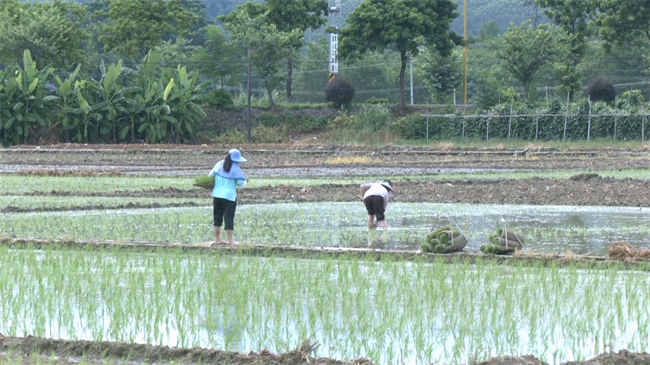 翁源：晚稻插秧忙 水田披“绿裳”.mp4_20250723_180500.765.jpg
