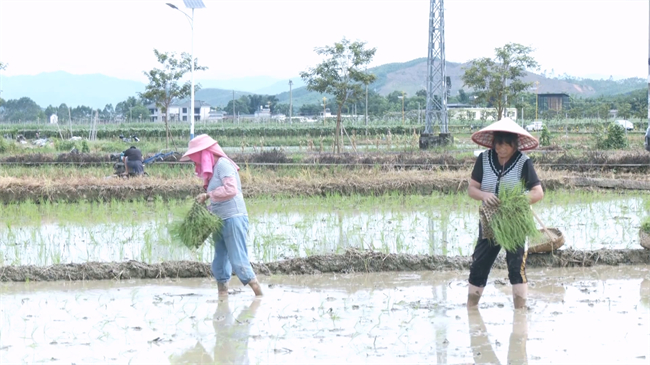 翁源：晚稻插秧忙 水田披“绿裳”.mp4_20250723_174353.635.jpg