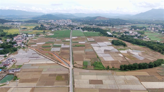 翁源：晚稻插秧忙 水田披“绿裳”.mp4_20250723_174339.728.jpg