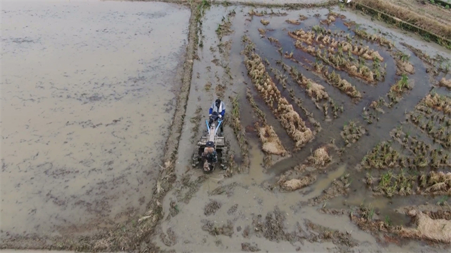 翁源：晚稻插秧忙 水田披“绿裳”.mp4_20250723_174407.623.jpg