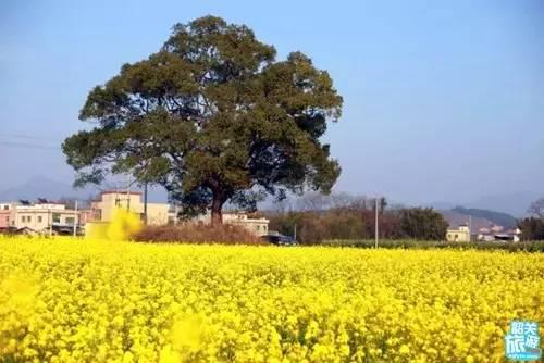 翁源万亩油菜花盛开,“花痴”们约吗?