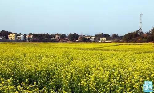 翁源万亩油菜花盛开,“花痴”们约吗?