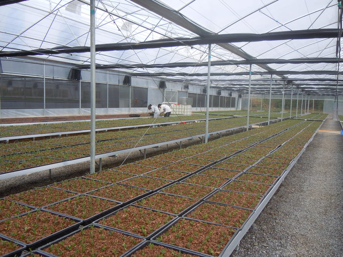 泽雨公司新种石斛